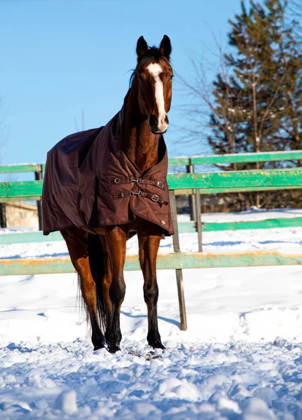 big beautiful horses in the paddock. horses close-up horses in nature stable blue sky sunny day beauty animals agriculture winter snow