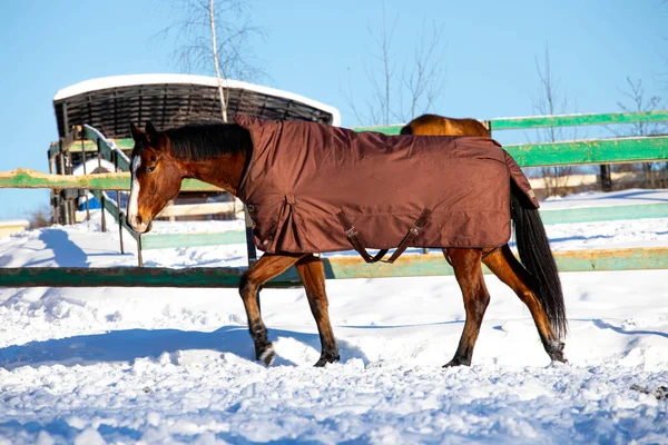 Velcí Krásní Koně Ohradě Koně Close Koně Přírodě Stabilní Modrá — Stock fotografie