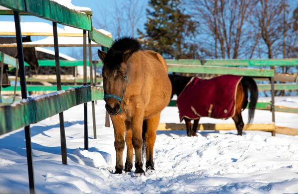 big beautiful horses in the paddock. horses close-up horses in nature stable blue sky sunny day beauty animals agriculture winter snow