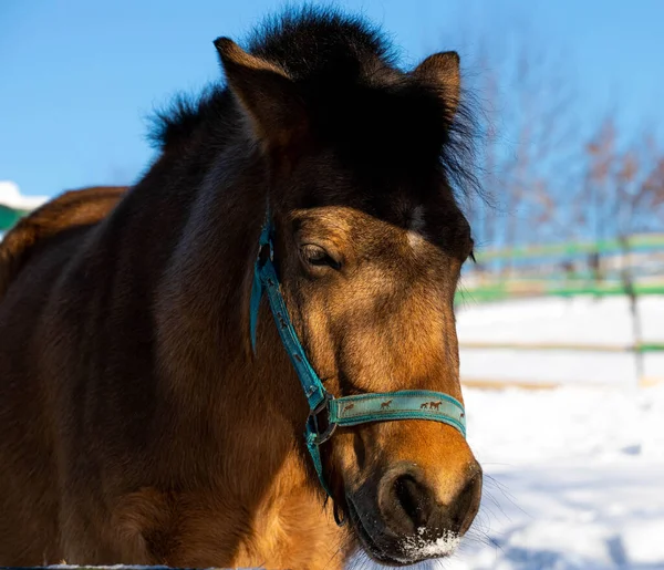 パドックの美しい馬だ 自然の中で馬のクローズアップ馬安定した青空晴れた日の美しさ動物農業冬の雪 — ストック写真