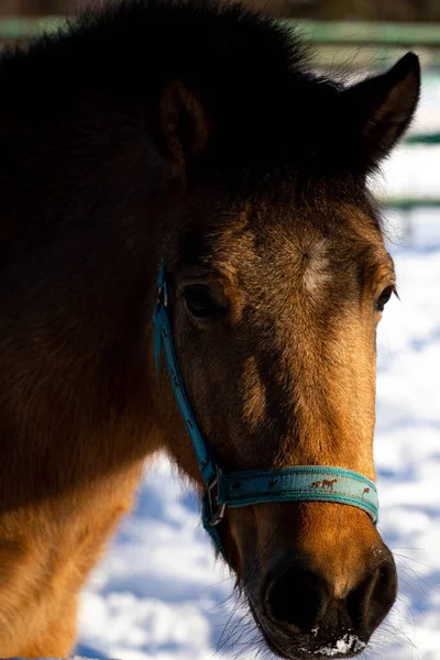 パドックの美しい馬だ 自然の中で馬のクローズアップ馬安定した青空晴れた日の美しさ動物農業冬の雪 — ストック写真