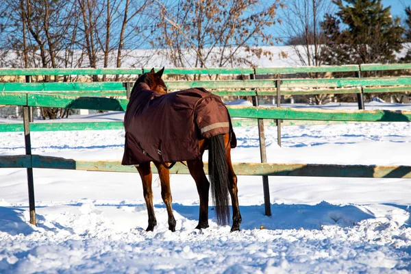 パドックの美しい馬だ 自然の中で馬のクローズアップ馬安定した青空晴れた日の美しさ動物農業冬の雪 — ストック写真