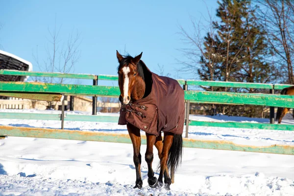 big beautiful horses in the paddock. horses close-up horses in nature stable blue sky sunny day beauty animals agriculture winter snow