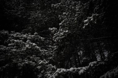 Dallar karda yemek yedi. Güzel kış ormanı kış karı soğuk. Yeni yıl arkaplan dokusu. Ağaçlar kardaki doğa ağacı