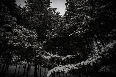 Dallar karda yemek yedi. Güzel kış ormanı kış karı soğuk. Yeni yıl arkaplan dokusu. Ağaçlar kardaki doğa ağacı