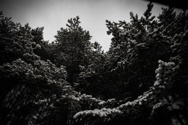 Dallar karda yemek yedi. Güzel kış ormanı kış karı soğuk. Yeni yıl arkaplan dokusu. Ağaçlar kardaki doğa ağacı