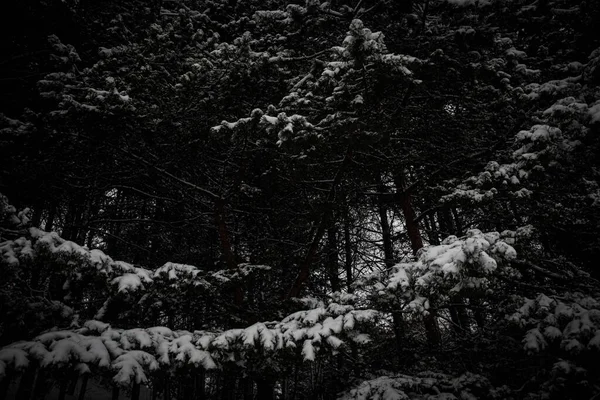 Ágak Ettek Hóban Gyönyörű Téli Erdő Téli Hideg Újév Karácsony — Stock Fotó