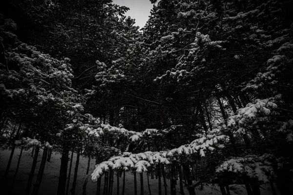 Las Ramas Comían Nieve Hermoso Bosque Invierno Invierno Nieve Fría — Foto de Stock