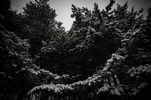 Las Ramas Comían Nieve Hermoso Bosque Invierno Invierno Nieve Fría — Foto de Stock