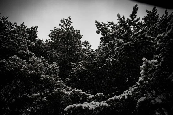 Las Ramas Comían Nieve Hermoso Bosque Invierno Invierno Nieve Fría — Foto de Stock