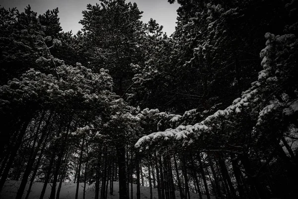 Las Ramas Comían Nieve Hermoso Bosque Invierno Invierno Nieve Fría — Foto de Stock
