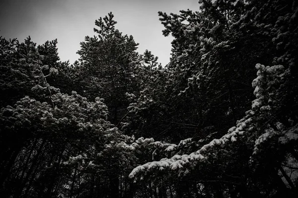 树枝在雪中吃东西 美丽的冬林冬雪寒冷 新的一年圣诞节背景纹理 雪地里的树 — 图库照片