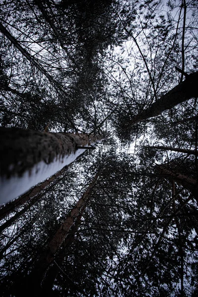 나뭇가지가 속에서 버렸습니다 아름다운 내리는 추위입니다 받으세요 — 스톡 사진