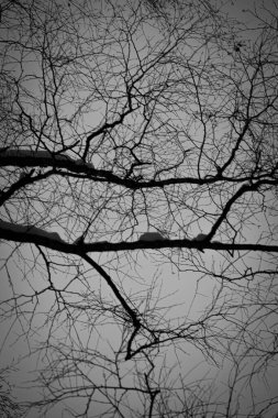 Ağaç dalları gökyüzüne karşı siyah ve beyaz renklerle. Siyah ağaç gövdelerinin renksiz fotoğrafı