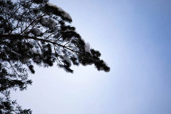하늘의 가문비나무 가지들 가문비나무 가지들 겨울의 아름다움을 나무들 — 스톡 사진