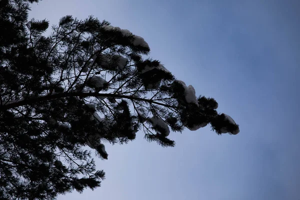 하늘의 가문비나무 가지들 가문비나무 가지들 겨울의 아름다움을 나무들 — 스톡 사진