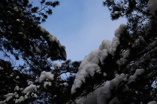 Spruce Branches Background Sky Pure Snow Spruce Branches Trees Nature — Stock Photo, Image