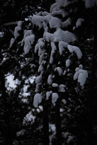 Έλατο Κλαδιά Στο Φόντο Του Ουρανού Κάτω Από Καθαρό Χιόνι — Φωτογραφία Αρχείου