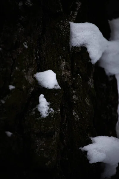 Fichtenzweige Hintergrund Des Himmels Unter Dem Reinen Schnee Fichtenzweige Bäume — Stockfoto