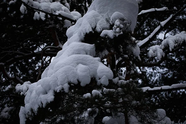 Spruce Branches Background Sky Pure Snow Spruce Branches Trees Nature — Stock Photo, Image