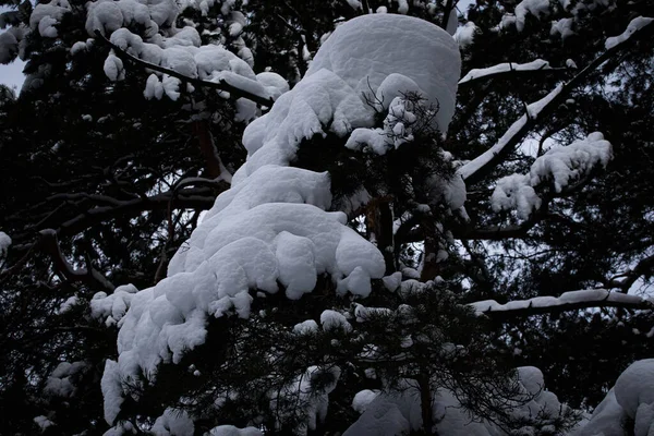 Spruce Branches Background Sky Pure Snow Spruce Branches Trees Nature — Stock Photo, Image