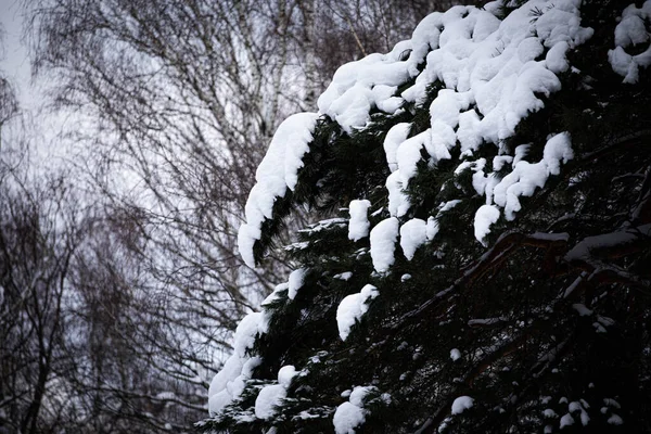 Spruce Branches Background Sky Pure Snow Spruce Branches Trees Nature — Stock Photo, Image