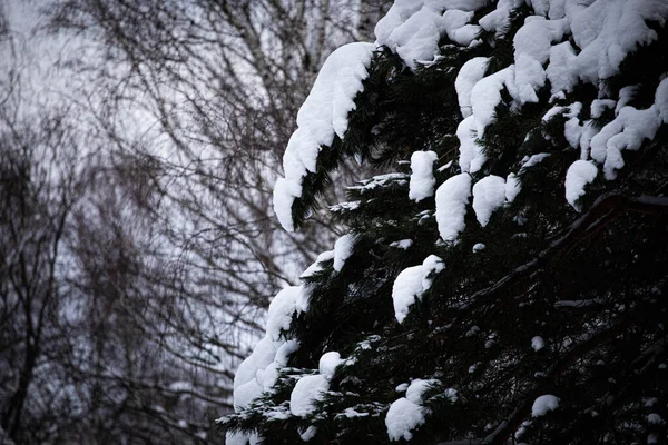 Spruce Branches Background Sky Pure Snow Spruce Branches Trees Nature — Stock Photo, Image