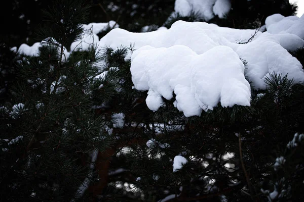 Spruce Branches Background Sky Pure Snow Spruce Branches Trees Nature — Stock Photo, Image