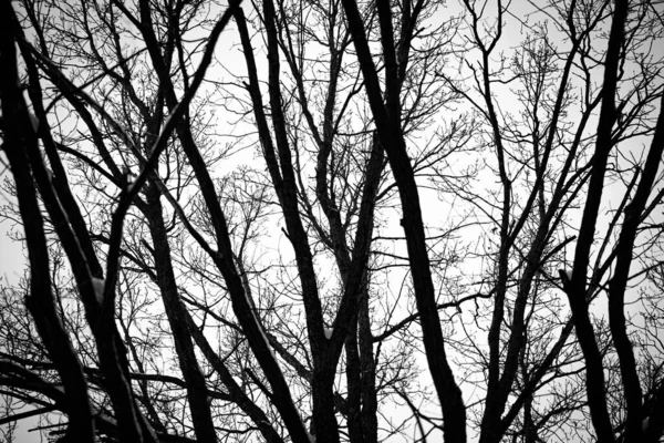 Branches Arbres Contre Ciel Noir Blanc Photo Décolorée Troncs Arbres — Photo