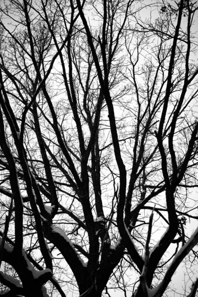 그리하여 나무들은 과빛나는 하늘로 향하니라 나무줄기 — 스톡 사진