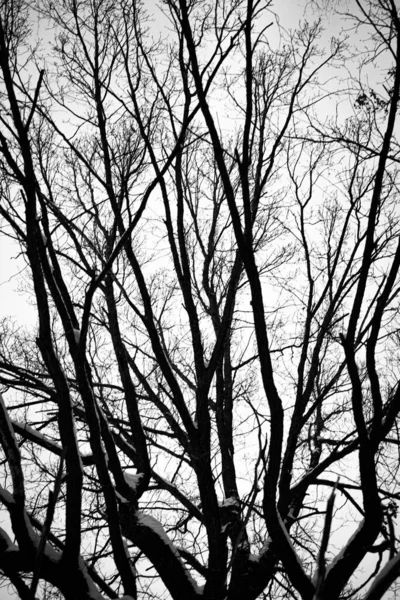 Gałęzie Drzew Przeciwko Niebu Kolorach Czarno Białym Odbarwione Zdjęcie Czarnych — Zdjęcie stockowe