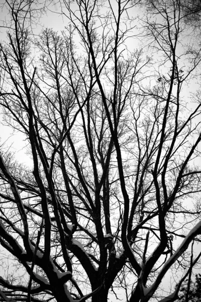 Branches Arbres Contre Ciel Noir Blanc Photo Décolorée Troncs Arbres — Photo