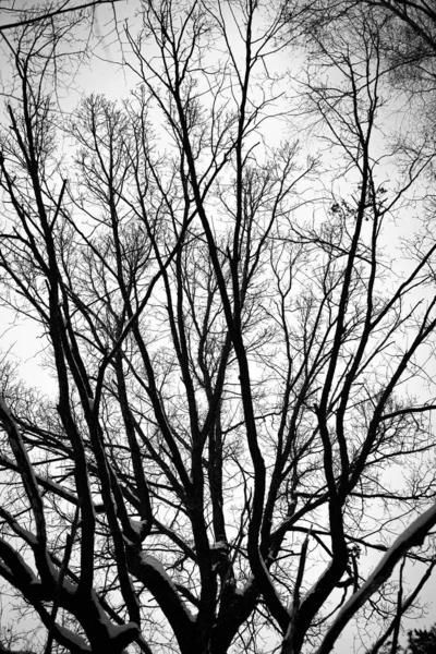 Ramas Árboles Contra Cielo Colores Blanco Negro Foto Descolorida Troncos — Foto de Stock