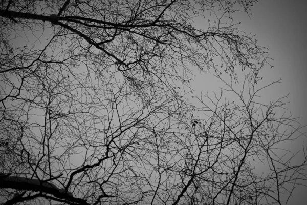Ramos Árvores Contra Céu Cores Preto Branco Foto Descolorida Troncos — Fotografia de Stock