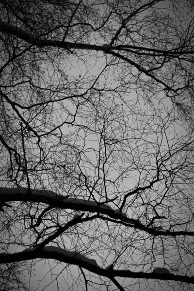 树枝在天空中呈黑白相间的颜色 黑树树干的失色照片 — 图库照片