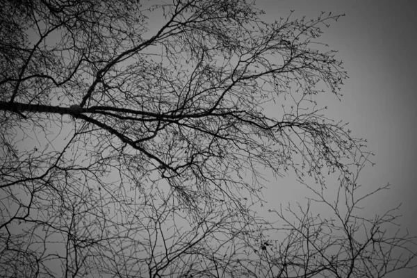Branches Arbres Contre Ciel Noir Blanc Photo Décolorée Troncs Arbres — Photo