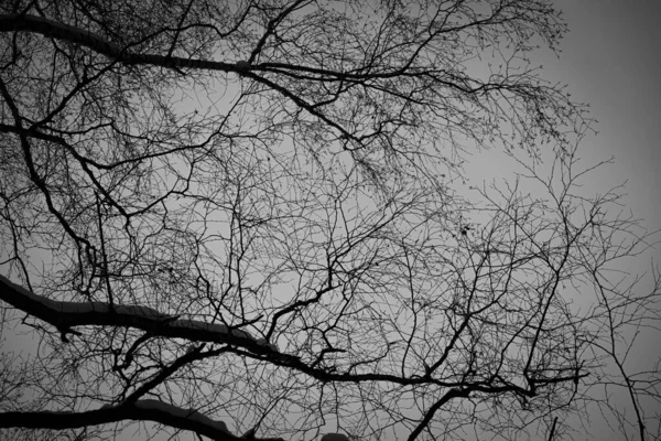 Strom Větve Proti Obloze Černobílých Barvách Barevná Fotografie Černých Kmenů — Stock fotografie