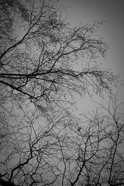 Branches Arbres Contre Ciel Noir Blanc Photo Décolorée Troncs Arbres — Photo