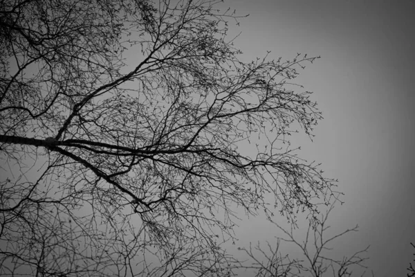 Ağaç Dalları Gökyüzüne Karşı Siyah Beyaz Renklerle Siyah Ağaç Gövdelerinin — Stok fotoğraf
