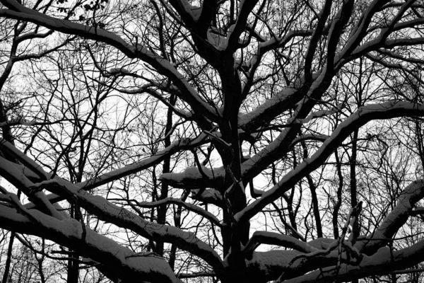 Дерево Ветвей Против Неба Черно Белых Тонах Обесцвеченное Фото Черных — стоковое фото