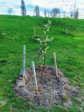 Sapling young apple tree planted in the park. Background - green grass and urban landscape. Gardening concept.