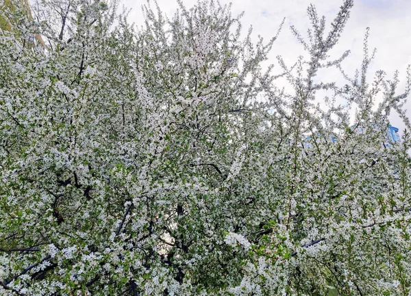 Fundo Incrível Árvore Cereja Florescente Flor Branca — Fotografia de Stock