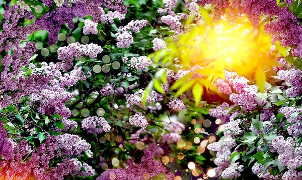 Impresionante Hermoso Fondo Brillante Con Flores Lila Jardín Fondo Sol —  Fotos de Stock