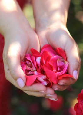 Kadın ellerinde kırmızı gül yaprakları. Çiçekler, çiçekler. Aşk konsepti