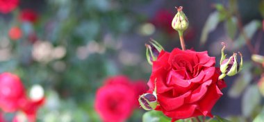 Bahçesinde kırmızı gül olan pankart. Yeşil yapraklar arka plan. Çiçekler. Çiçekçilik kavramı.
