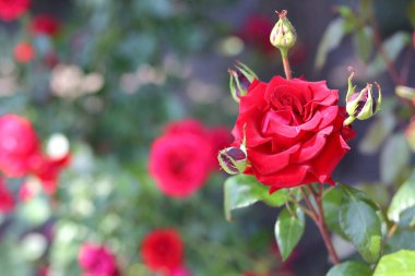 Bahçede kırmızı güller. Yaz. Doğa. Bahçıvanlık. Uzayı sola kopyala