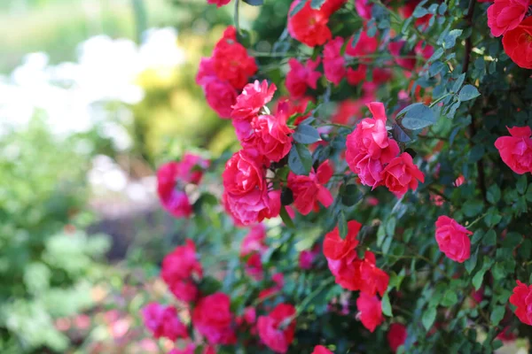 Ένα Φόντο Έντονο Κόκκινο Τριαντάφυλλο Θάμνους Φύση Κήπος Έννοια Κηπουρικής — Φωτογραφία Αρχείου