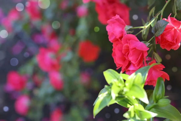 Fondo Con Rosas Color Rojo Brillante Naturaleza Jardín Concepto Jardinería — Foto de Stock