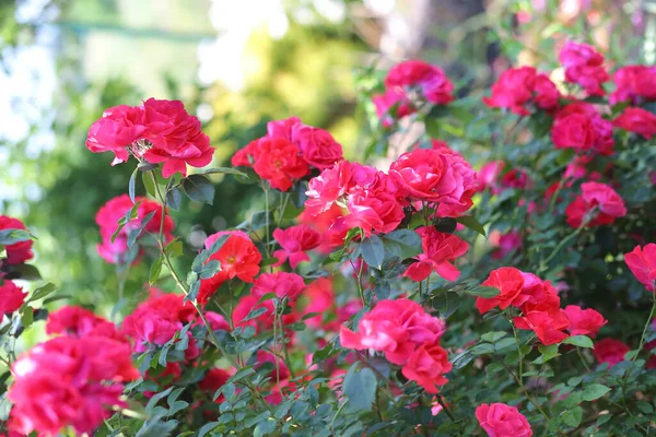明るい赤のバラの茂みの背景 園芸の概念 左側のスペースのコピー — ストック写真