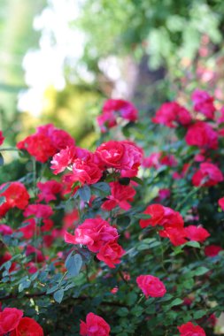 Parlak kırmızı gül çalıları olan bir arka plan. Doğa, bahçe. Bahçe işleri konsepti. Boşluğu üste kopyala